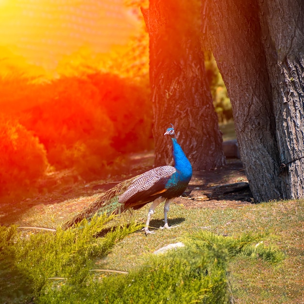 Beautiful blue peacock walks on the lawn under the rays of the sun