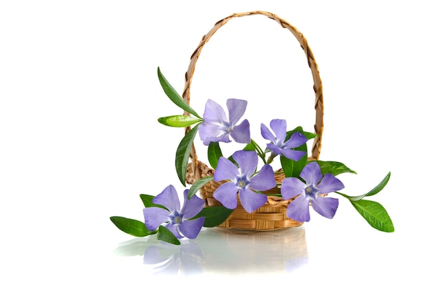 Beautiful blue periwinkle in the basket isolated on white