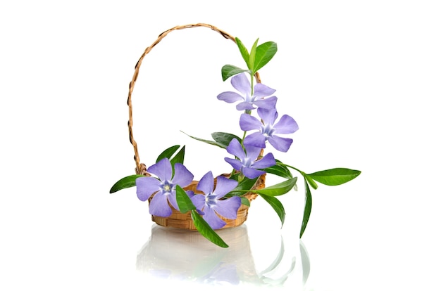 Beautiful blue periwinkle in the basket isolated on white