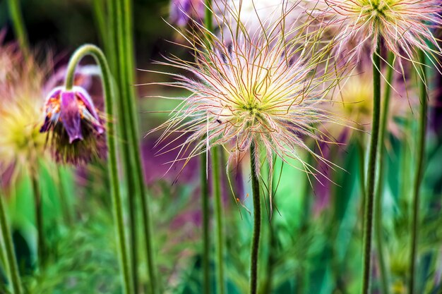 Beautiful blue primrose flowers spring flowers primrose Pulsatilla patens in Latin