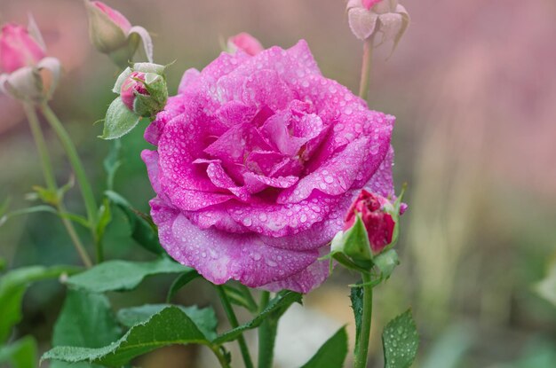 Beautiful Blue River rose Purple lavender roses in the garden