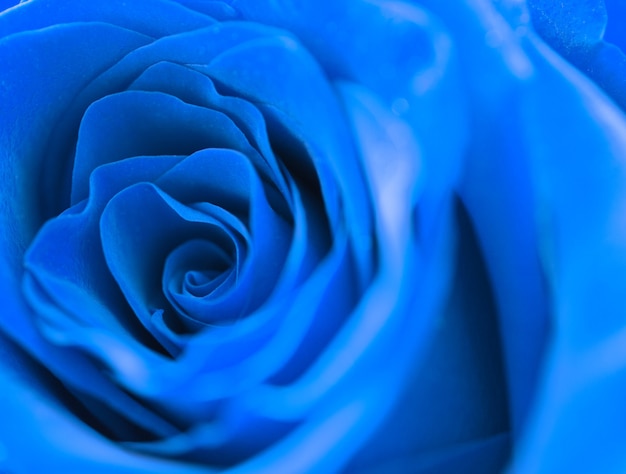 Beautiful blue rose macro front view selective focus