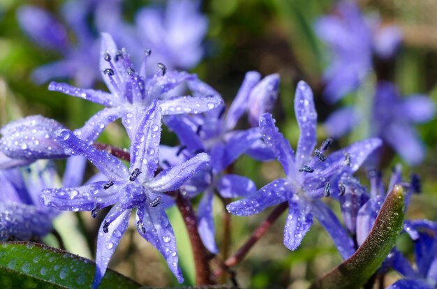 Beautiful blue Scilla Siberica under bright spring sun. First spring flowers in the garden. Magical spring seasonal background.