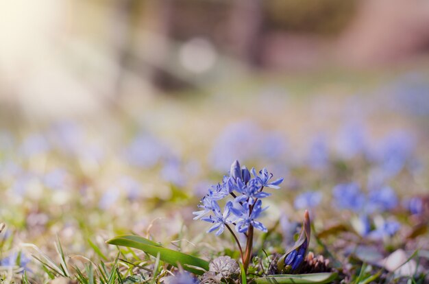 Beautiful blue Scilla Siberica