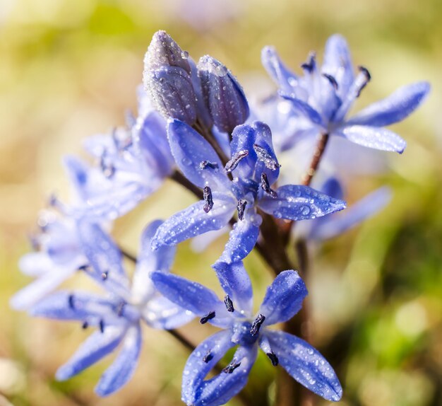 Beautiful blue Scilla Siberica