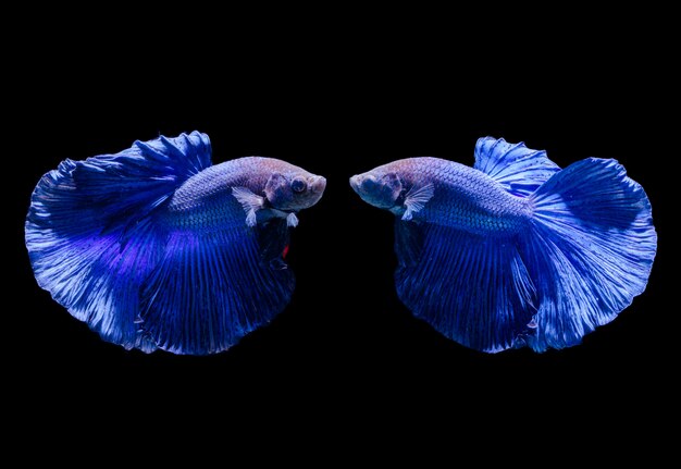 Bellissimo pesce combattente siamese blu