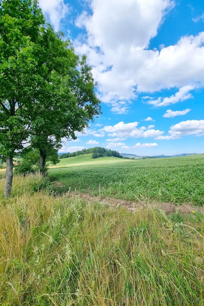 Beautiful blue sky in the countryside A lonely green tree