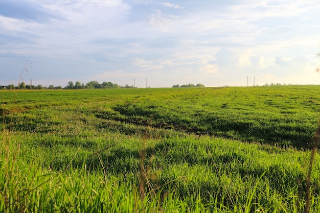 Bello paesaggio di estate dell'erba verde del cielo blu