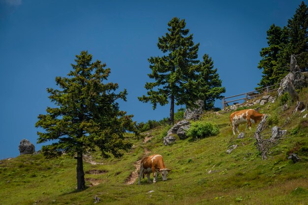 Beautiful blue sky summer day in velika planina mountains in color slovenia