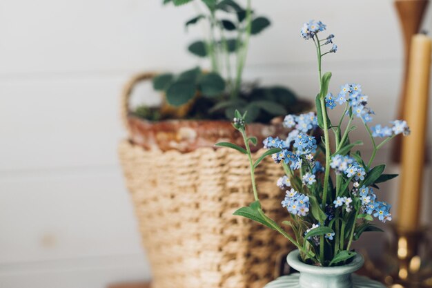 Beautiful blue spring little flowers on rustic background in room Delicate myosotis petals forget me not Simple countryside living home decor