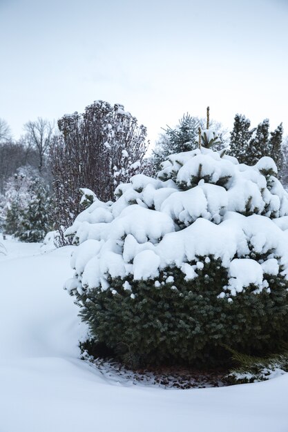 Beautiful blue spruce under the snow in winter