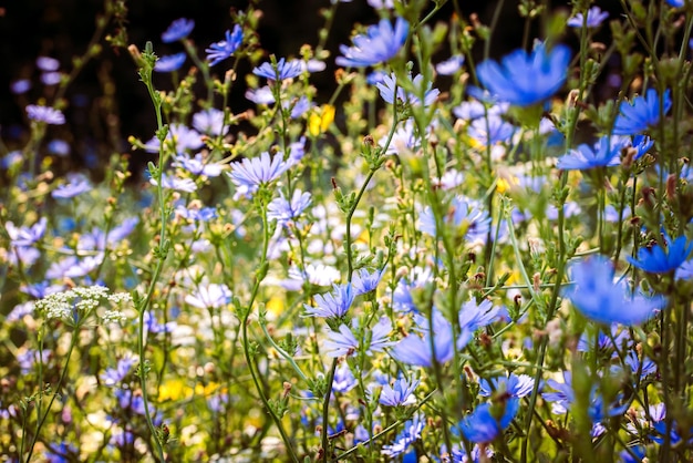 緑の牧草地に美しい青い野の花