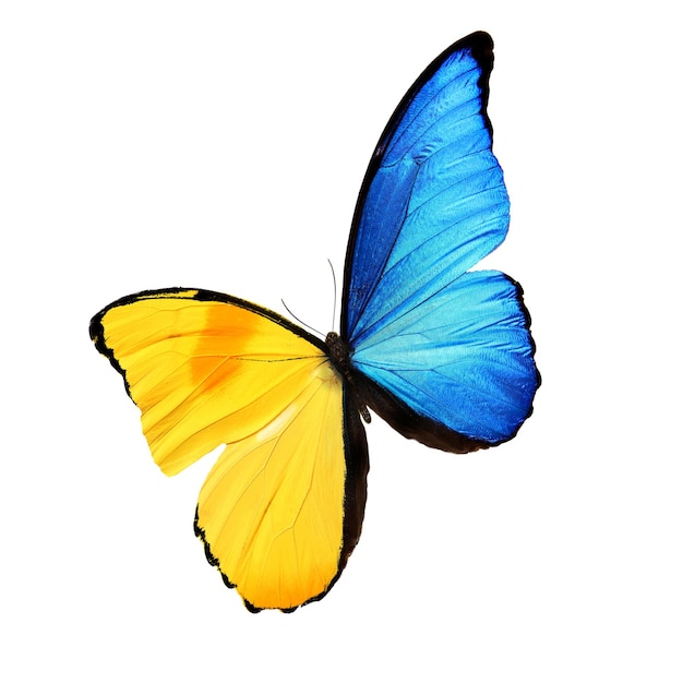 Foto bella farfalla blu e gialla isolata su sfondo bianco