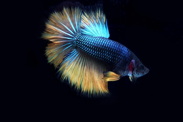 Beautiful blue yellow halfmoon betta fighting fish on black blackground