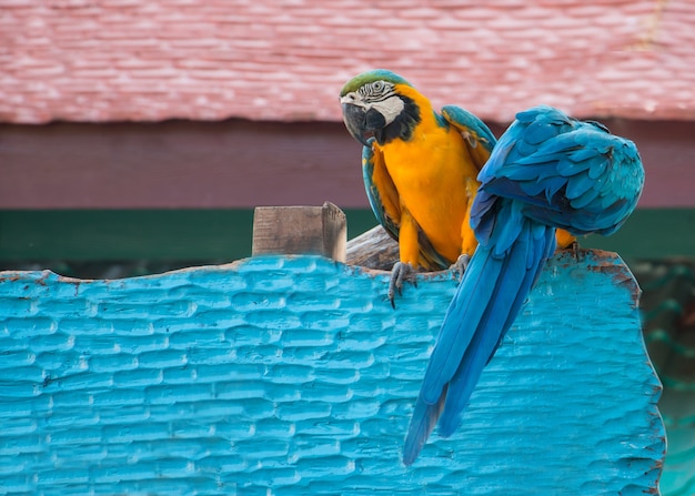 Un bello pappagalli blu e gialli dell'ara.