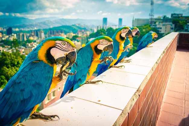 Photo beautiful blue and yellow macaws standing on balcony fence in a line in caracas, venezuela