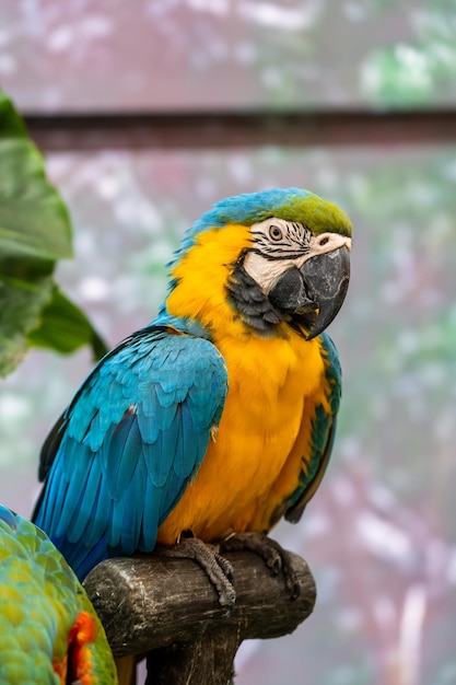 Beautiful blue and yellow macaws