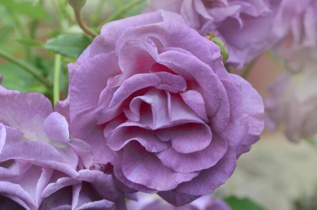 Beautiful Blue for You rose Purple lavender roses in the garden