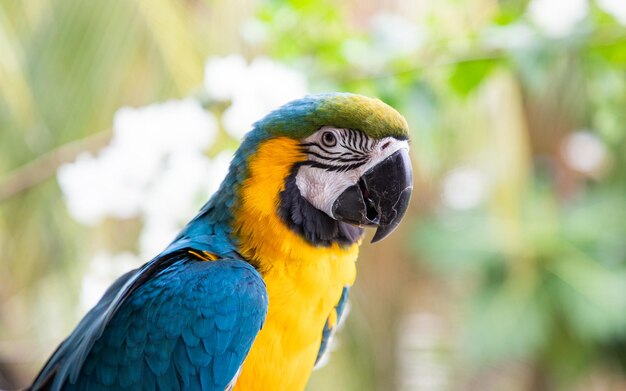 熱帯雨林の美しい青と黄色のコンゴウインコ