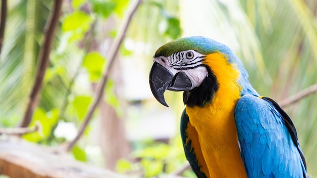 Beautiful BlueandYellow Macaw in rainforest