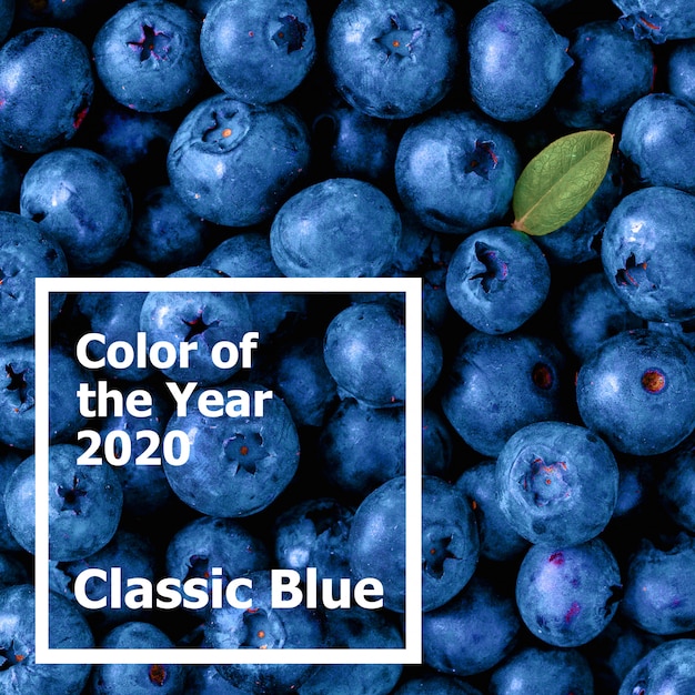 Bellissimi mirtilli a colori dell'anno 2020 classic blue.