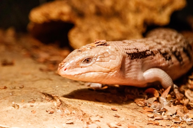 아름다운 푸른 눈의 skink 도마뱀 tiliqua scincoides