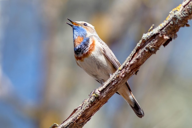 Photo beautiful bluethroat bird shot close up in spring