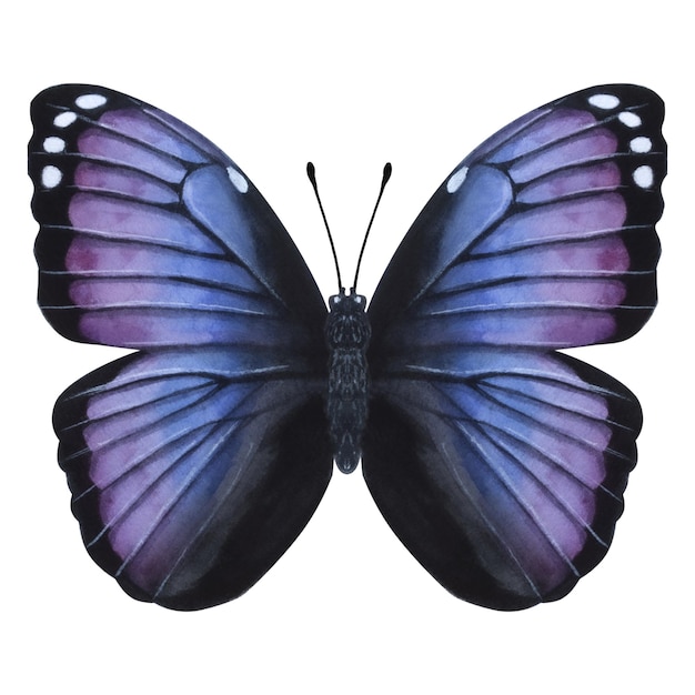 Красивая сине-фиолетовая бабочка Ручная акварельная иллюстрация на белом фоне