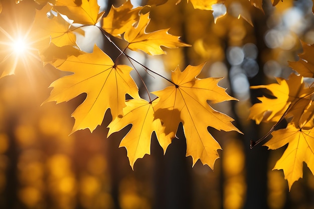 Beautiful blurred autumn background with yellow gold leaves in the rays of sunlight on a dark natural landscape