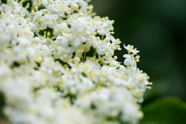 自然の中で美しいぼやけた花