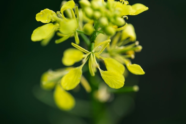 Foto bellissimi fiori sfocati in natura