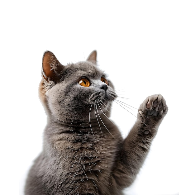 Beautiful bobcat isolated on transparent background