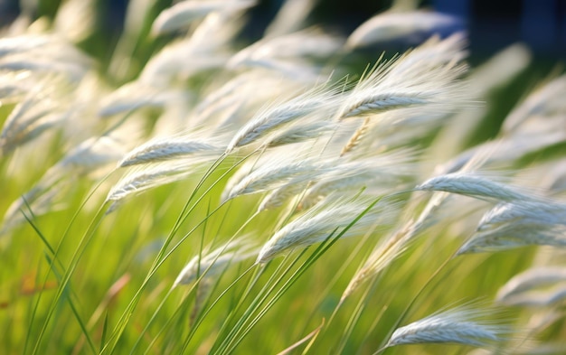 Beautiful boho flower grass