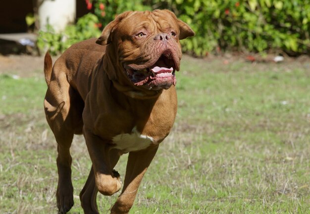 Foto bellissimo ritratto di cane bordeaux