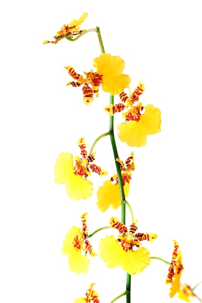 Beautiful bordeaux-yellow blotchy orchid flowers cluster isolated on white