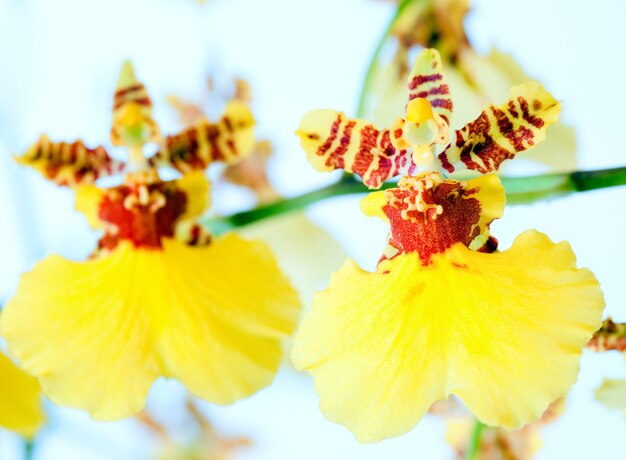 Beautiful bordeaux-yellow blotchy orchid flowers cluster  (macro)