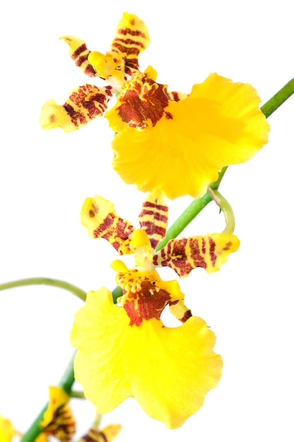 Bellissimo mazzo di fiori di orchidea a chiazze giallo bordeaux (macro)