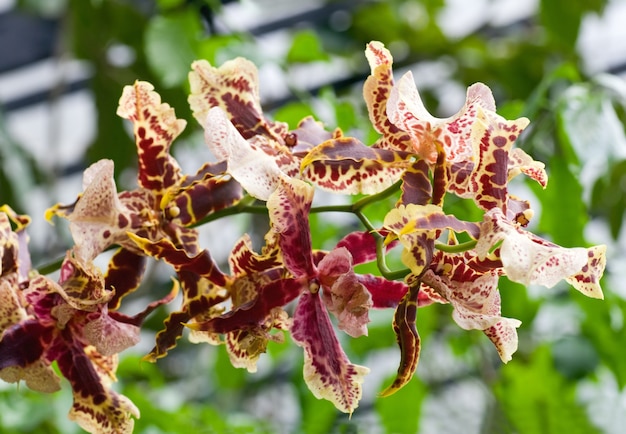 Beautiful bordeaux-yellow blotchy orchid flowers cluster  