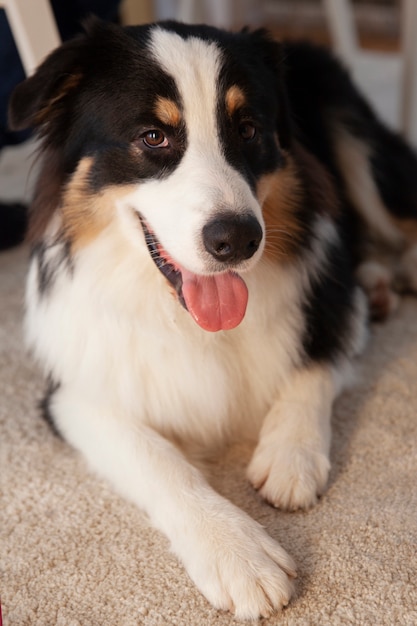 写真 自宅で美しいボーダーコリー犬