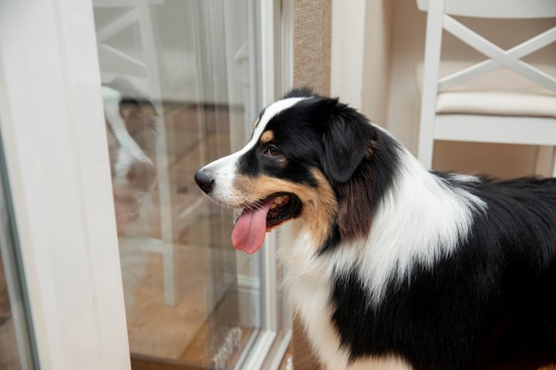 Photo beautiful border collie dog at home