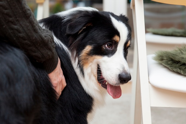 Beautiful border collie dog at home