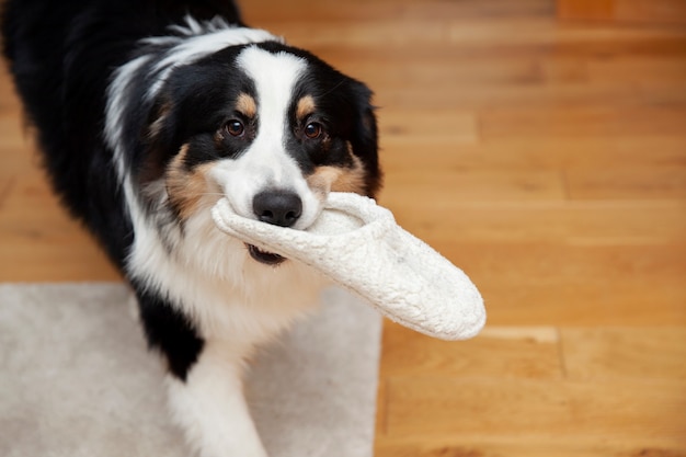 Photo beautiful border collie dog stealing shoe