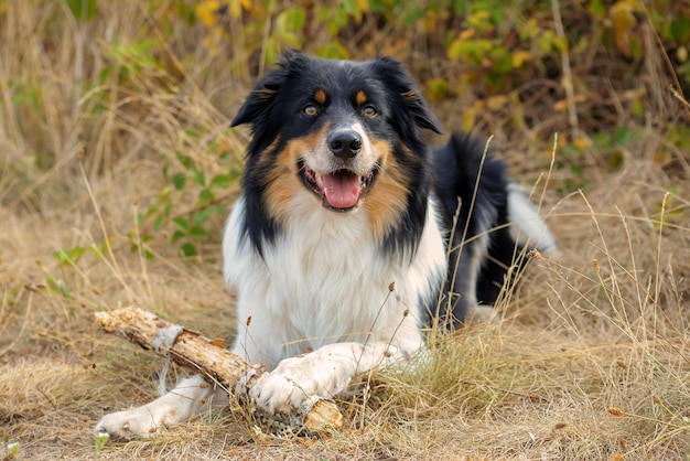 beautiful border collie dog walks in nature and follows the commands of the owner