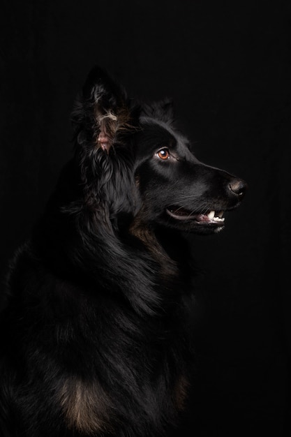 Beautiful Border Collie head portrait from the side on a black background in the studio