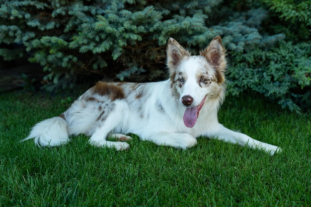 Premium Photo | Beautiful border collie