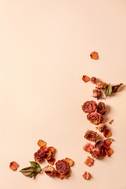 Beautiful botanical composition with dry petals roses flowers over beige surface