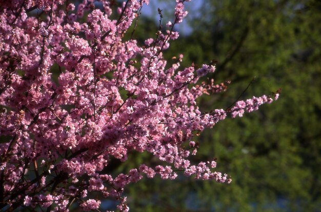 beautiful botanical garden flowers petals flora