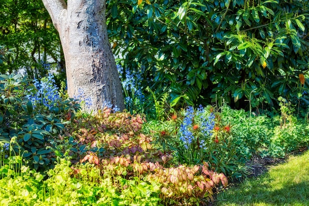 Beautiful botanical garden landscape with a variety of lush flowers in the sun Spanish bluebells and leaf plants growing in nature with tranquil views Green lawn with trees and blossoms in spring