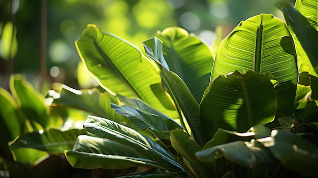 beautiful botanical shot of leaves