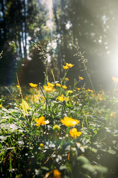 beautiful botanical shot natural wallpaper